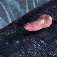 Wrapped up & wanked off - Picture 17