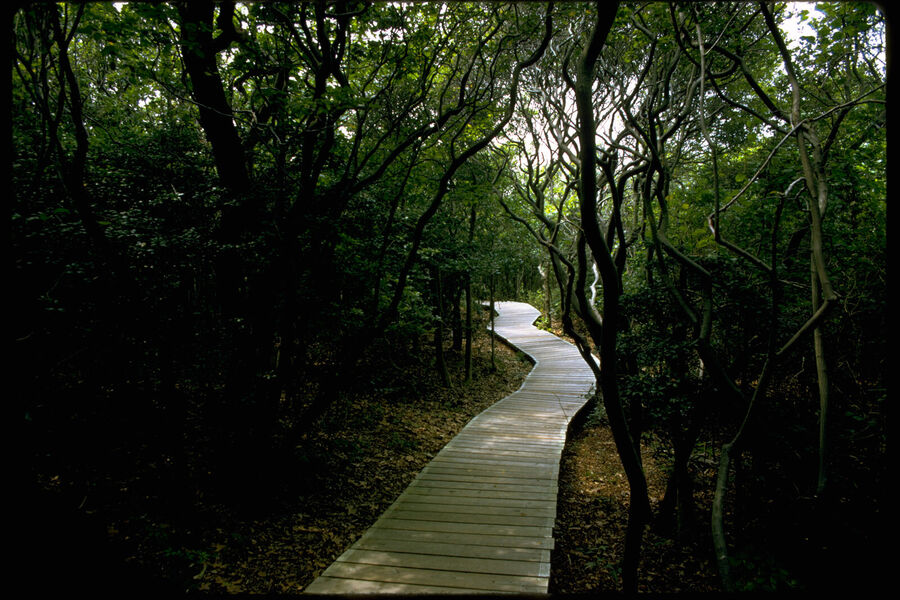 A narrow wooden boardwalk winding through a dense, shady wood of twisted trees